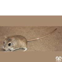 گونه جربیل بین‌ النهرین Mesopotamian Gerbil